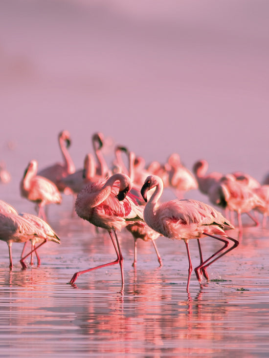 Africa Flamingo Lake Nakuru Morganite Rose Gold Ring