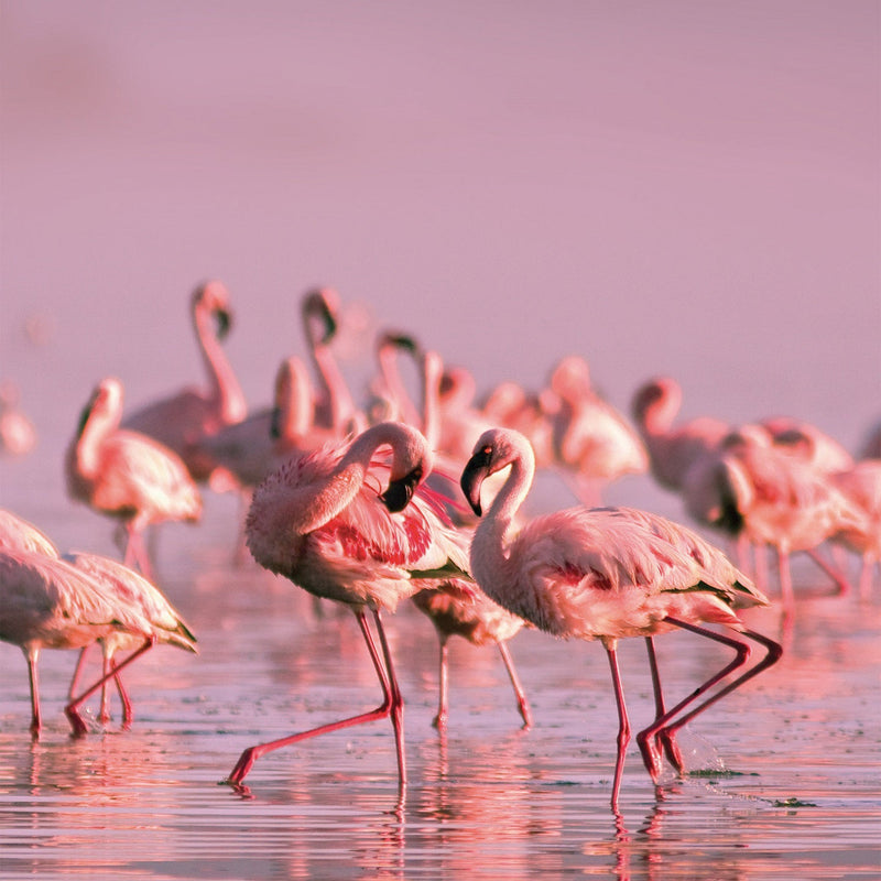 Africa Flamingo Lake Nakuru Morganite Rose Gold Ring