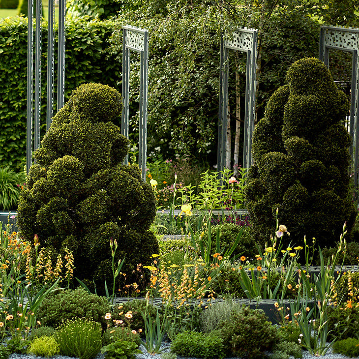 Topiary trees in a garden with decorative metal arches and flowers. Boodles garden at chelsea flower show