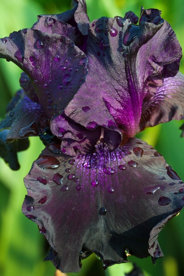 Purple iris flower with water droplets against a blurred green background