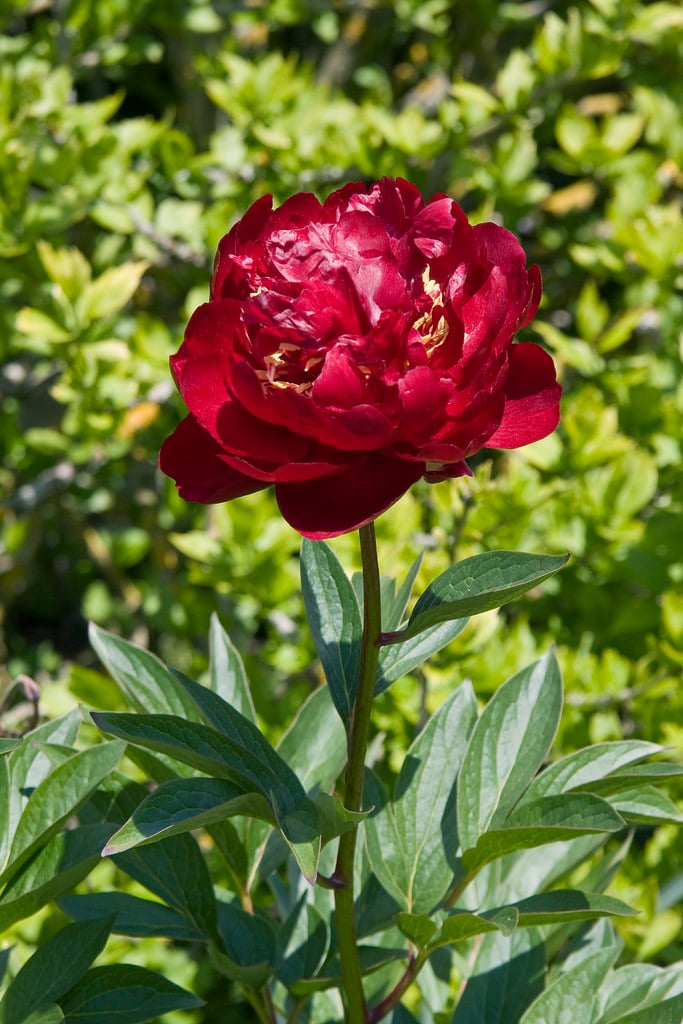 Peony 'Buckeye Belle' Red peony flower with green leaves on a blurred natural background