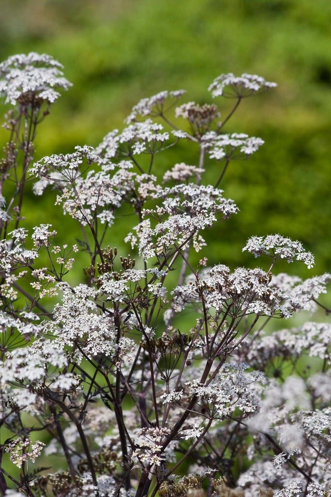 White flowers with green leaves on a blurred green background