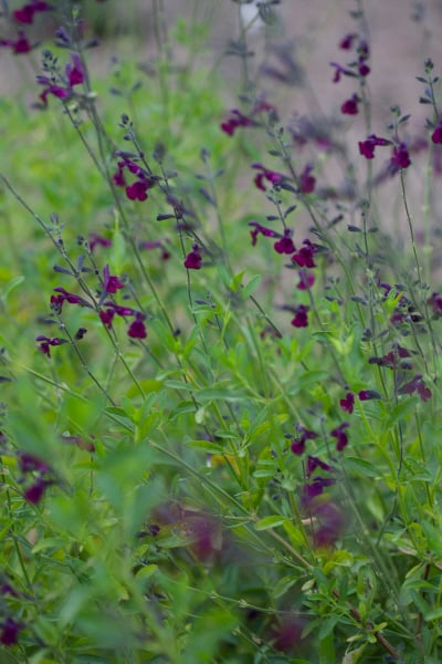 Field of purple flowers with green leaves. Salvia plant.