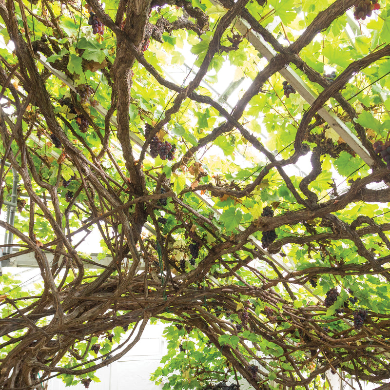 The Palace Collection The Great Vine Gemini Ring
